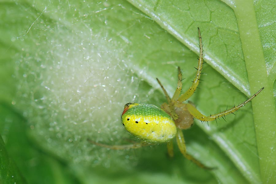 Araniella sp.